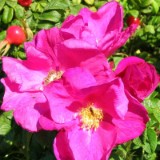 0409F 17 Spaetsommer